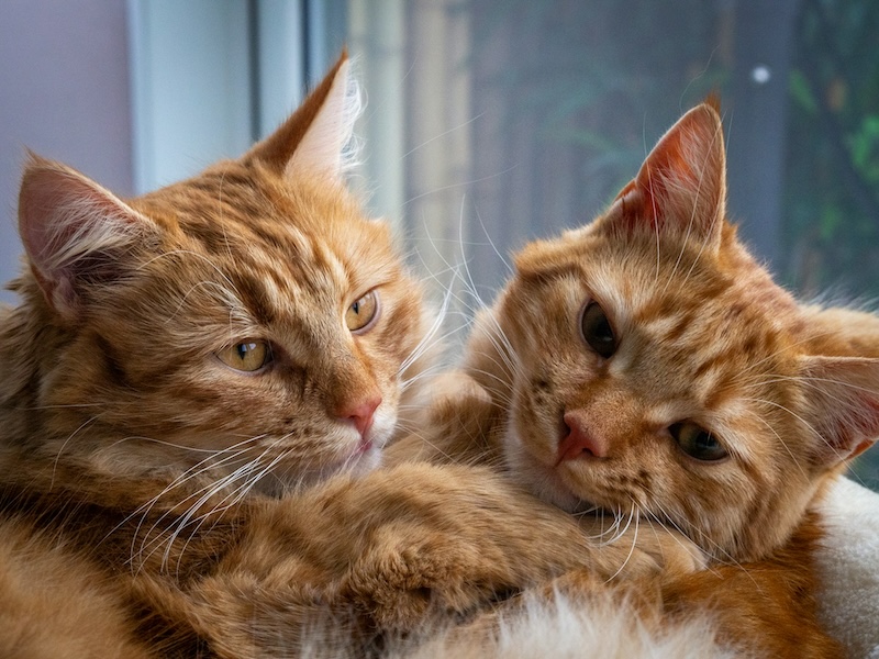 lies vergauwen jOXy1ReXYRU unsplash copy - Find your perfect fit: Choose your Learning Path on Maddie&rsquo;s University