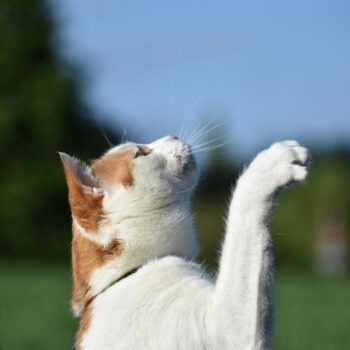 image associated with the Giveaway: What’s a win you’re celebrating from this past year?