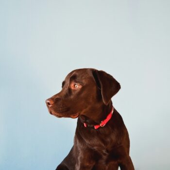 image associated with the Disaster response for animal control