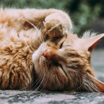 image associated with the Deadline extended for this super short Rehoming Survey