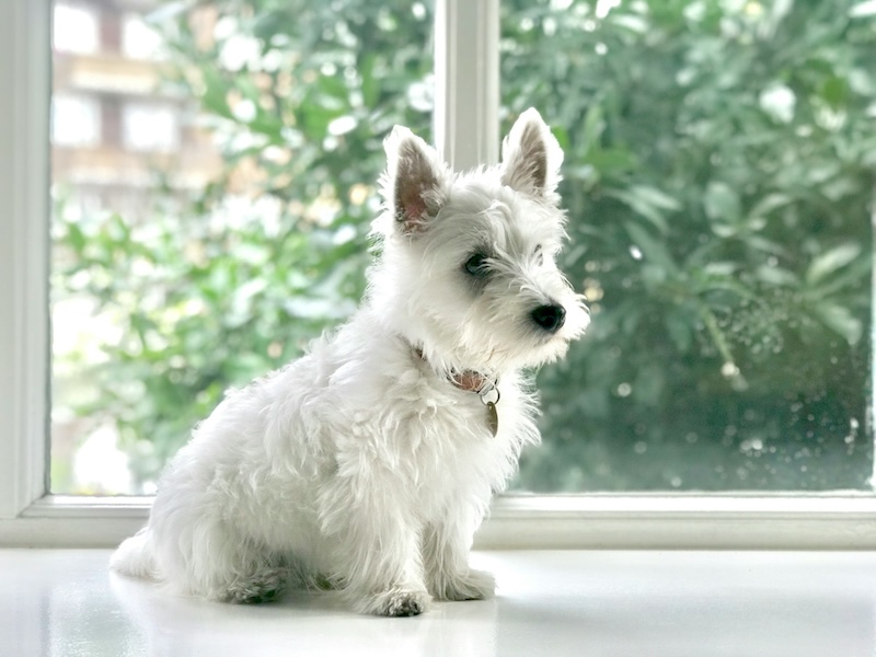 lydia tan f5KQq4Wfxg8 unsplash 1 copy - Webcast: Exploring factors that influence public engagement of adoptable pets on social media