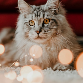 magali merzougui R ibxXFQ31c unsplash copy - Does your animal organization need holiday promotions ideas? We’ve got you!