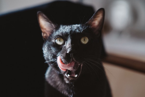 manki kim nIOn 34i29E unsplash copy - Maddie’s Weekly Roundup: Open Arms Challenge registration, short-term fostering for cats and more!