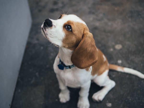 marcus wallis 4zfacTKyZ7w unsplash copy - Maddie’s Weekly Roundup: How to #BeAHelper, send pets home and more!