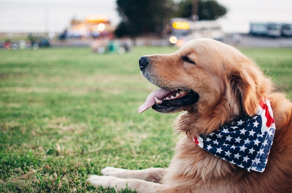 martin castro SGBGU5ZhENo unsplash 1 - Community celebrates Independence Day by ‘Calming the Canines’ at their local shelter