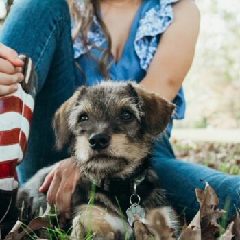 image associated with the Community celebrates Independence Day by &#8216;Calming the Canines&#8217; at their local shelter