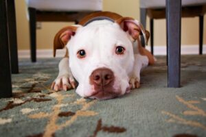 White and brown dog laying on carpet