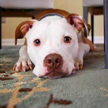White and brown dog laying on carpet