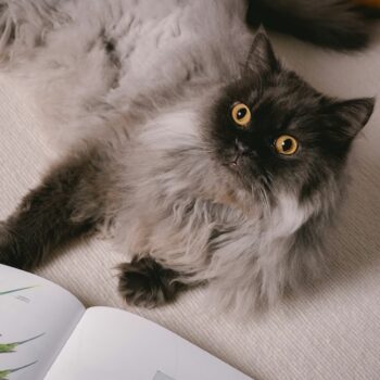 image associated with the Content approved for continuing education credits on Maddie’s University