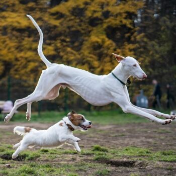 monika simeonova od79xYVYXfU unsplash copy 350x350 - Join the Foster 50 Challenge now!