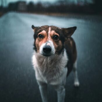 image associated with the What to do if you lose or find a pet