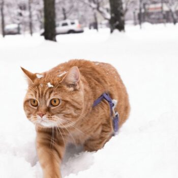 image associated with the Maddie’s Weekly Roundup: Instructor-led courses, Community Conversations and more!