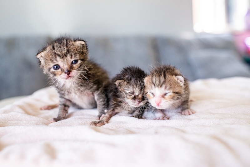image associated with the The latest in neonatal kitten care advancements