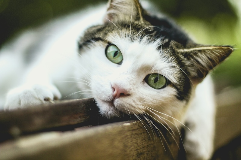 nicolas picard fNBrJ4nUVDk unsplash copy 1 - Maddie’s Weekly Roundup: Foster recruitment for pets with behavioral needs, certification program and more!