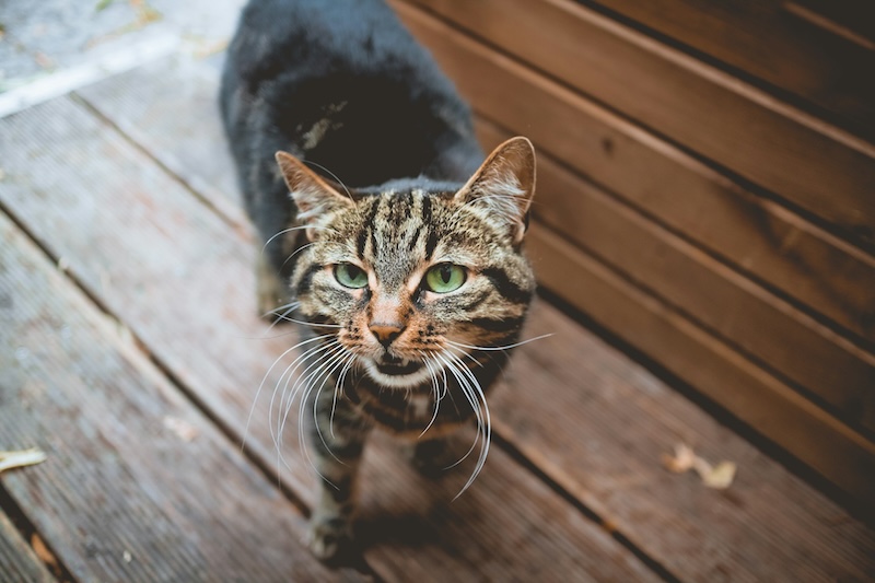 niklas hamann lfcxfTuJtYo unsplash copy - Maddie’s Weekly Roundup: Online Instructor-Led Courses, managing arousal in the animal shelter setting webcast and more!