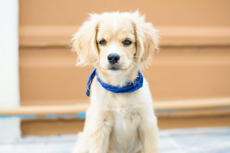 Maddie’s Weekly Roundup: Socializing puppies, pet-friendly housing and more! panyawat auitpol JmCSdHGXnsU unsplash copy - Maddie’s Weekly Roundup: Socializing puppies, pet-friendly housing and more!