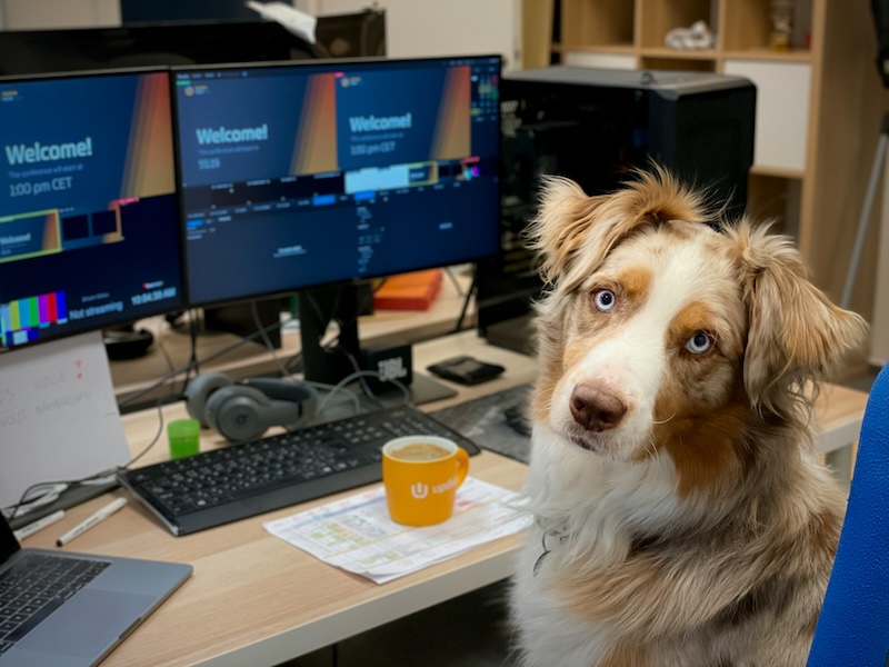 image associated with the Is your animal website foster-friendly? Here&#8217;s why it should be