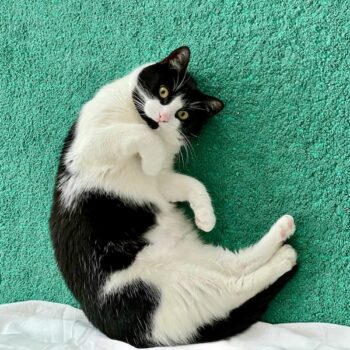 image associated with the Maddie’s Weekly Roundup: My Dog is My Home conference, “snowcations” and more!