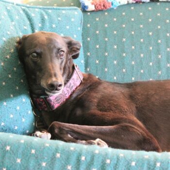 image associated with the Maddie&#8217;s Weekly Roundup: Spay/neuter event, shelter hours and more!