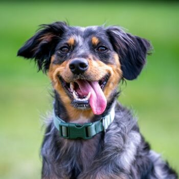 image associated with the Maddie’s Weekly Roundup: Inspiration from the field, well-being tips and more!