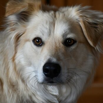 image associated with the Create your own professional developmental portals on Maddie’s University