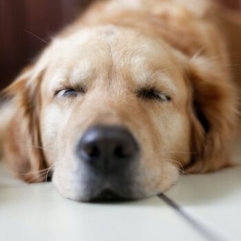 image associated with the Maddie’s Weekly Roundup: Inclusive housing policies, Maddie’s Pet Forum discussions and more!