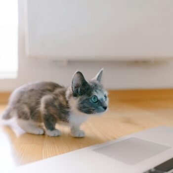 Kitten season is here! And so are the Camp Maddie: Kitten Edition recordings riis riiiis g3B53PbBfwU unsplash 1 copy 350x350 - Kitten season is here! And so are the Camp Maddie: Kitten Edition recordings