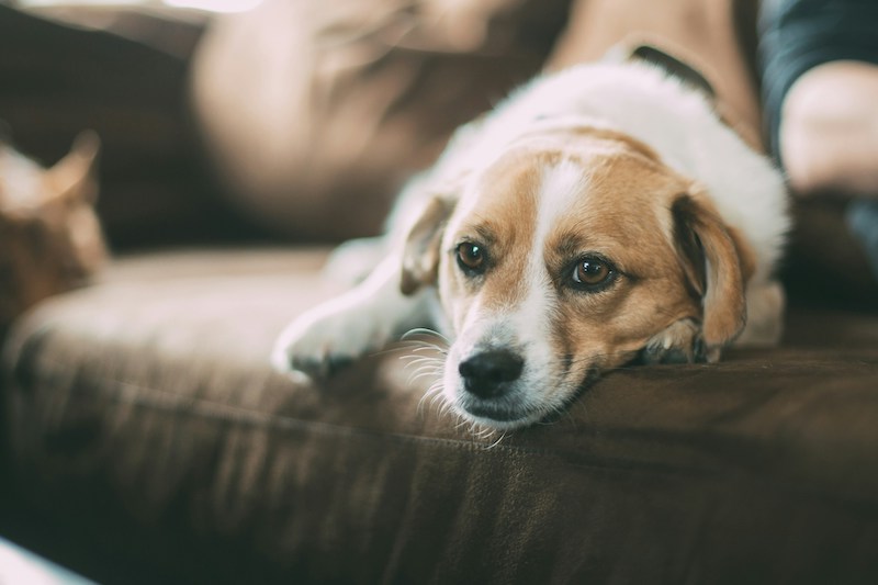 robert larsson TkwzP frzl4 unsplash - Why do people opt for behavioral euthanasia for their dogs?