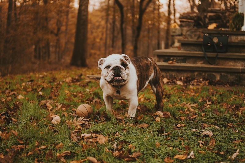 rodolfo sanches carvalho 6yOg6cEHmgs unsplash copy 1 - Get more pets home (or back home) this fall