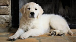 White dog sitting inside on carpet