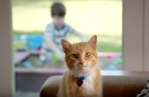 orange kitten and kid