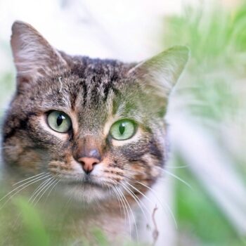 May 2025 Giveaway: Everyday leadership in animal well-being sebastiaan hols x2HpV0tj cU unsplash copy 350x350 - May 2025 Giveaway: Everyday leadership in animal well-being