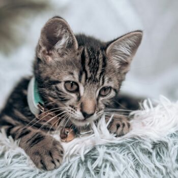 image associated with the Maddie&#8217;s Weekly Roundup: Share your kitten stories, creating a marketing strategy plan and more!