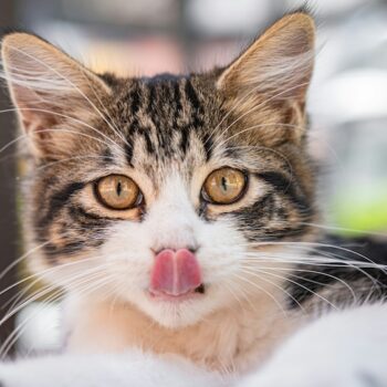 image associated with the Maddie’s Weekly Roundup: Working cats, My Dog is My Home conference and more!