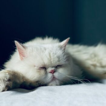 image associated with the Maddie’s Weekly Roundup: Setting up a microchip scanning station, shelter rehoming survey and more!