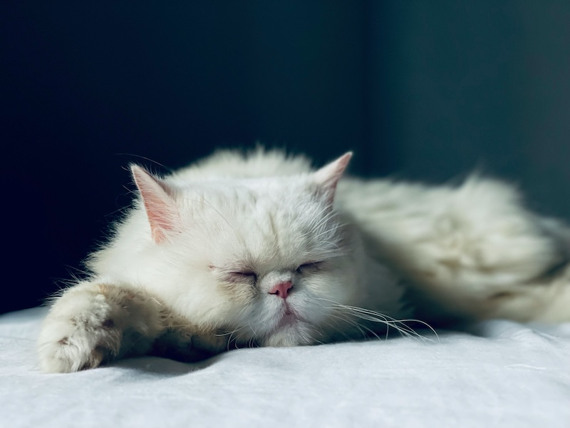 Maddie’s Weekly Roundup: Setting up a microchip scanning station, shelter rehoming survey and more! sruthy s p 3ogEGdh A unsplash copy - Maddie’s Weekly Roundup: Setting up a microchip scanning station, shelter rehoming survey and more!