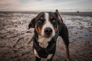 Black and white dog looking at camera on the beach