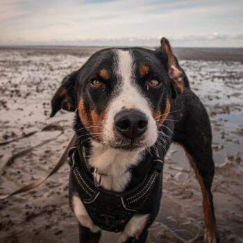 Black and white dog looking at camera on the beach