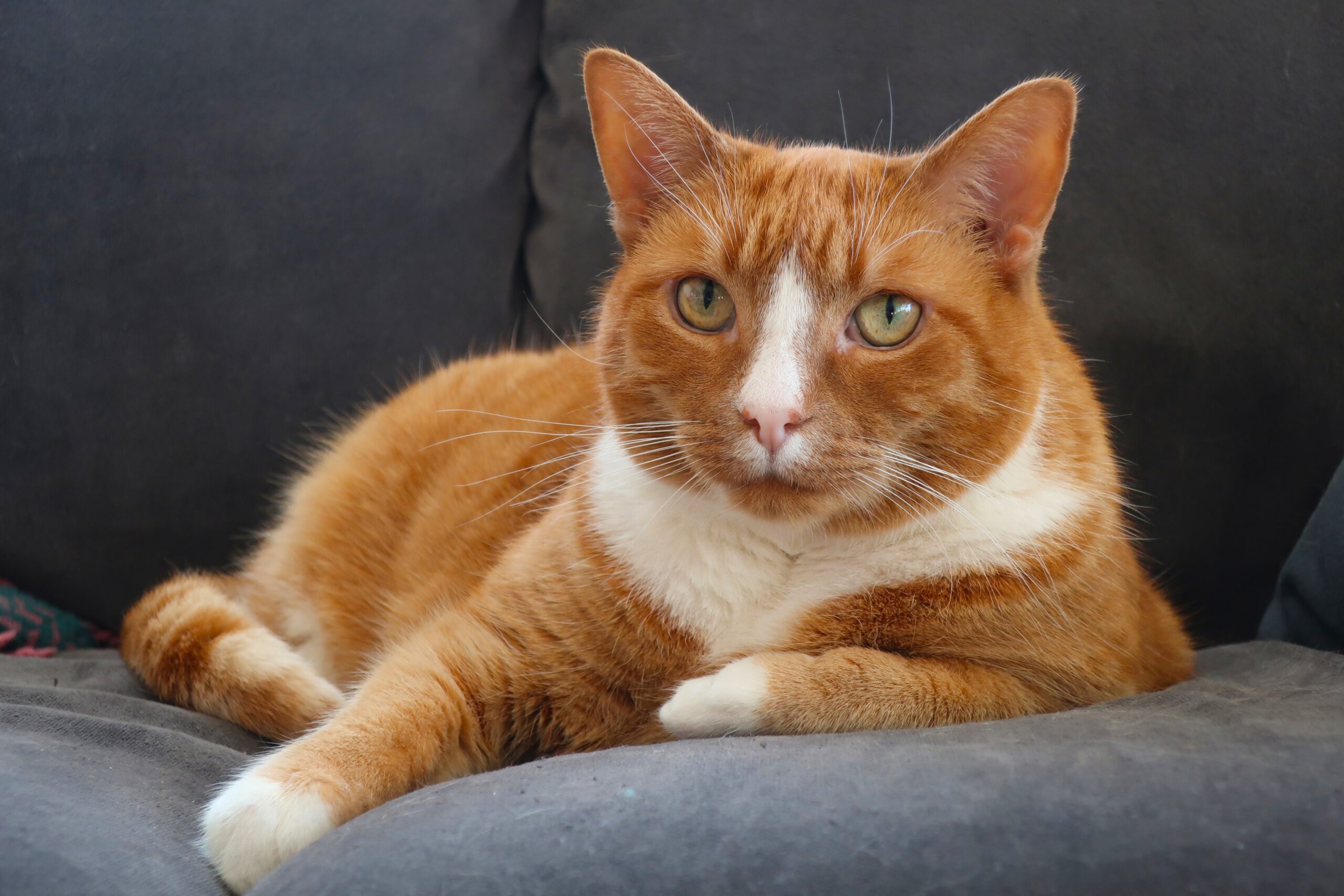 Shortterm foster for cats? Learn how this Foster Express Challenge