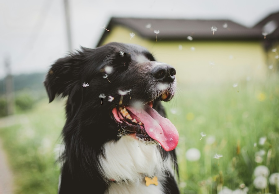 tadeusz lakota 8JYKyKPZqmM unsplash copy - Maddie’s Weekly Roundup: Kitten fostering engagement, Open Arms Challenge and more!