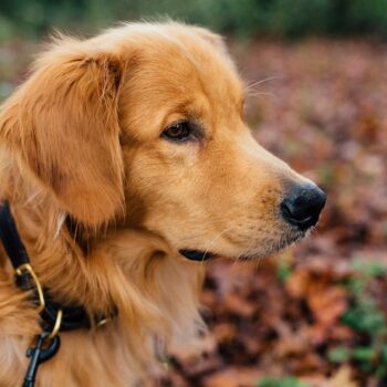 image associated with the Social media that delivers &#8212; how digital engagement boosts foster placements&#160;