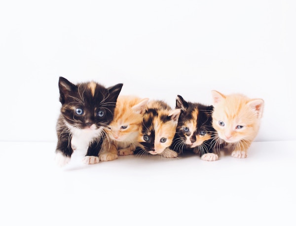 the lucky neko JYhw8TtoxTg unsplash copy - Make kitten season a little easier with these courses from Maddie’s University