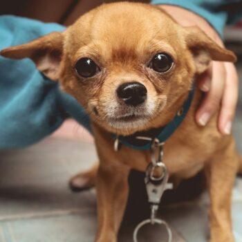 image associated with the Understanding pain and behavioral issues in dogs