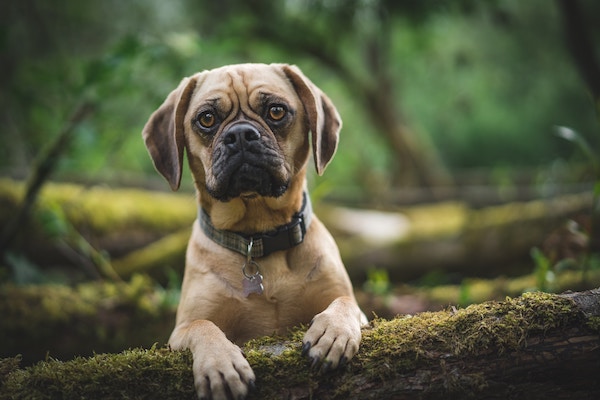 tom hills zoF dgsldlY unsplash copy - Maddie’s Weekly Roundup: Recruiting foster caregivers, Shelter Animals Count data and more!