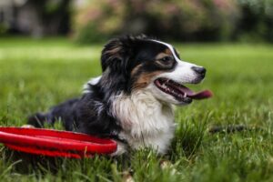 Dog with tongue out in the grass with frisbee