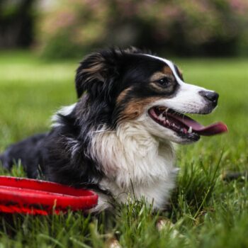 Dog with tongue out in the grass with frisbee
