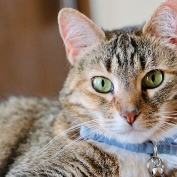 image associated with the Maddie’s Weekly Roundup: 2025 annual data report, kitten tips and more!