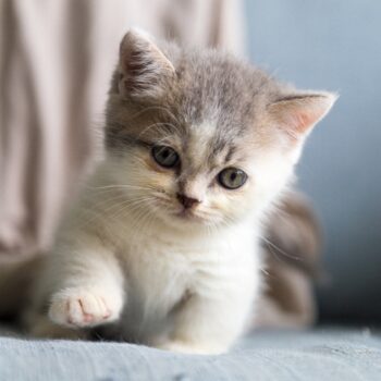 White and gray kitten on a chair with one paw up