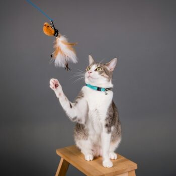 image associated with the Maddie’s Weekly Roundup: Disaster response for animal control, veterinary guides from Open Door and more!