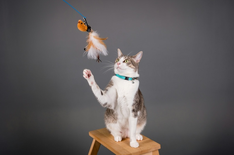 valent lau OtES0JX58ds unsplash copy - Maddie&rsquo;s Weekly Roundup: Disaster response for animal control, veterinary guides from Open Door and more!